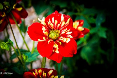 Dahlia-Impression Festivo .JPG