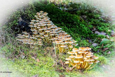 Gewone Zwavelkop - Hypholoma fasciculare.JPG