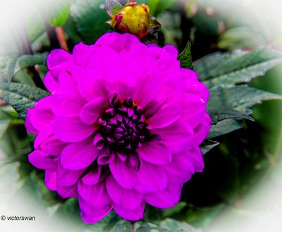 Dahlia-karma lagoon.JPG