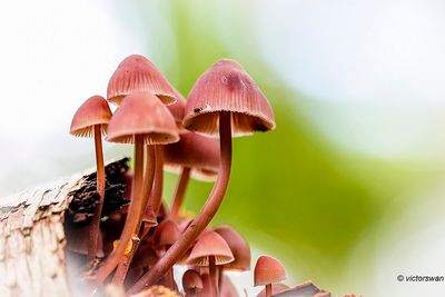 Grote bloedsteelmycena - Mycena haematopus.JPG