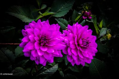 Dahlia-karma lagoon.JPG