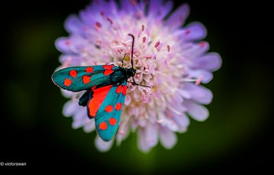 Sint-jansvlinder - Zygaena filipendulae.JPG