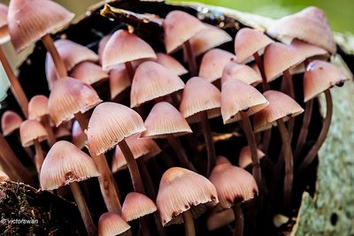 Grote bloedsteelmycena - Mycena haematopus.JPG