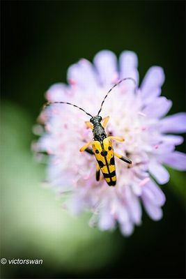 Geringelde Smalboktor - Rutpela maculata.JPG
