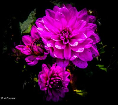 Dahlia-karma lagoon.JPG