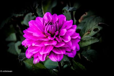 Dahlia-karma lagoon.JPG