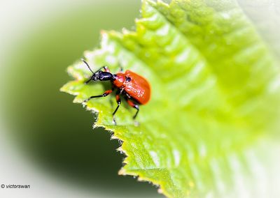 Hazelaarbladrolkever - Apoderus coryli.JPG