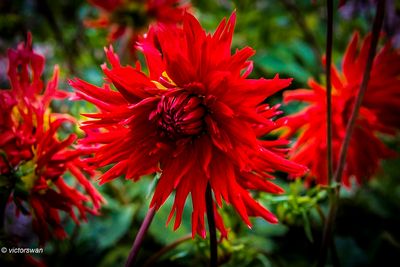 Dahlia-Apache.JPG