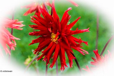 Dahlia-Apache.JPG