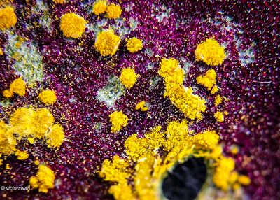 Puccinia oxalidis - roest op oxalis .JPG