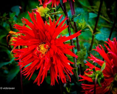 Dahlia-Apache.JPG