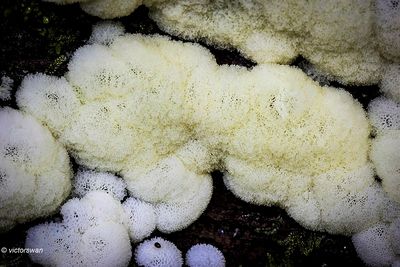 Slime molds