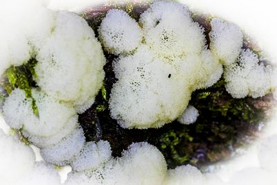 Ceratiomyxa porioides.JPG