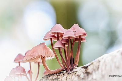 Grote bloedsteelmycena - Mycena haematopus.JPG