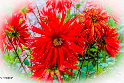 Dahlia-Apache.JPG