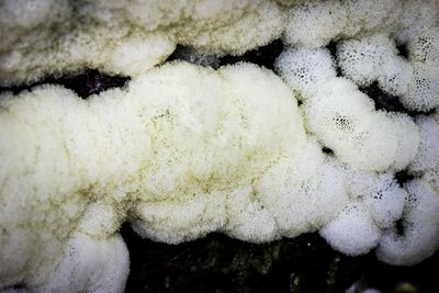 Ceratiomyxa porioides.JPG