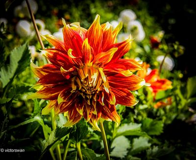 Dahlia-Bodacious.JPG