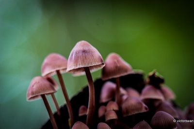 Grote bloedsteelmycena - Mycena haematopus.JPG