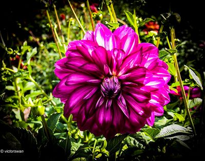 Dahlia-Vredehof Kessel .JPG