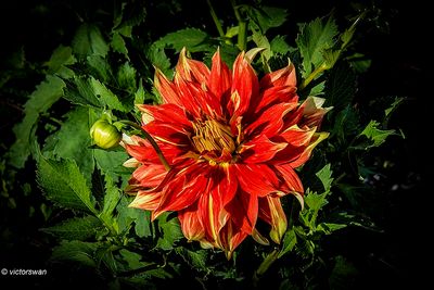 Dahlia-Bodacious.JPG