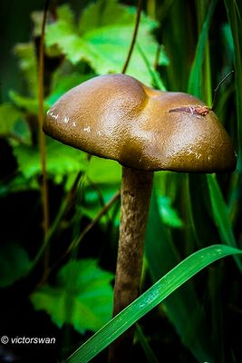 Leverkleurige leemhoed - Agrocybe erebia .JPG