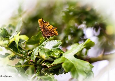 Gehakkelde aurelia - Polygonia c-album.JPG