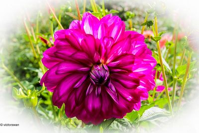 Dahlia-Vredehof Kessel .JPG