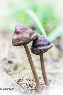 Veenmycena - Mycena megaspora .JPG