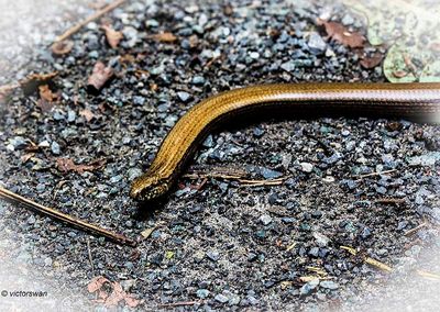 Hazelworm - Anguis fragilis .JPG