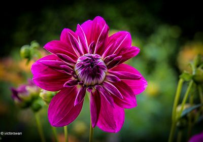Dahlia-Vredehof Kessel .JPG