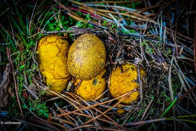Okerkleurige Vezeltruffel - Rhizopogon luteolus jpg