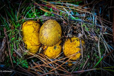 Okerkleurige Vezeltruffel - Rhizopogon luteolus  jpg