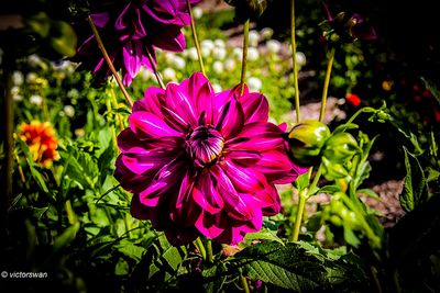 Dahlia-Vredehof Kessel .JPG
