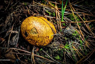 Okerkleurige Vezeltruffel - Rhizopogon luteolus  jpg