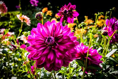 Dahlia-Vredehof Kessel .JPG