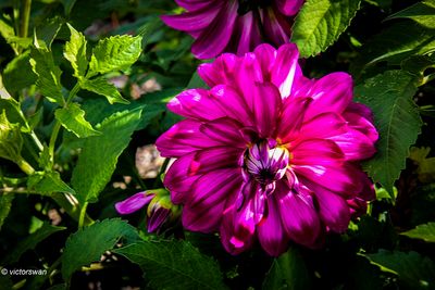 Dahlia-Vredehof Kessel .JPG
