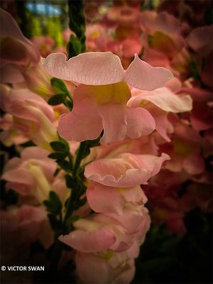  Antirrhinum.JPG