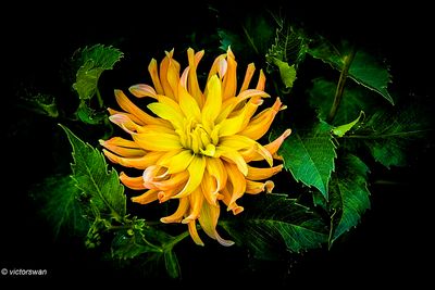 Dahlia-Chiquita .JPG