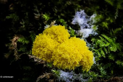 Heksenboter - Fuligo septica.JPG