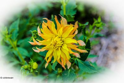 Dahlia-Chiquita .JPG