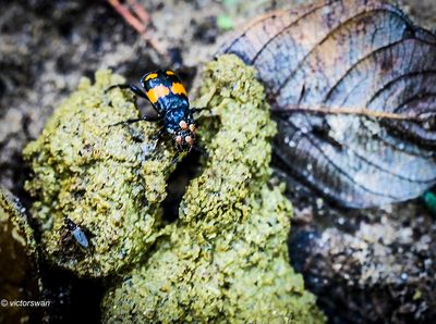 Gewone Doodgraver - Nicrophorus vespilloides.JPG
