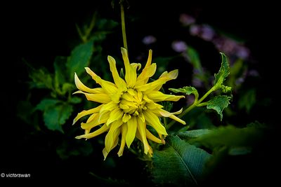 Dahlia-Chiquita .JPG