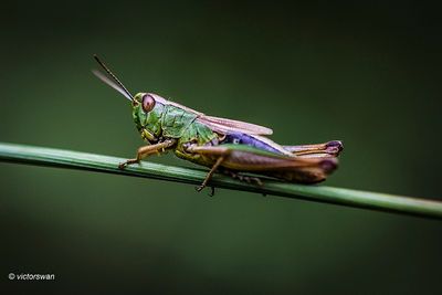 Krasser - Pseudochorthippus parallelus.JPG