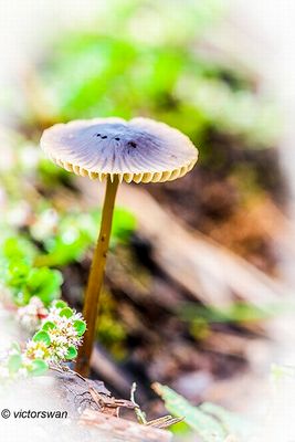 Veenmycena - Mycena megaspora.JPG