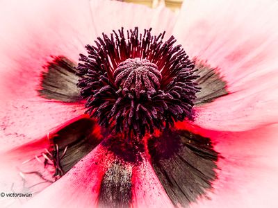 Papaver Oriental Pizzicato.JPG