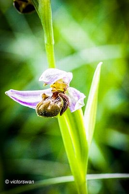 Bijenorchis - Ophrys apifera .JPG