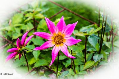 Dahlia-Mon Ange.JPG