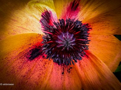 Papaver Oriental Pizzicato.JPG
