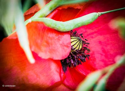 Grote klaproos- Papaver rhoeas.JPG