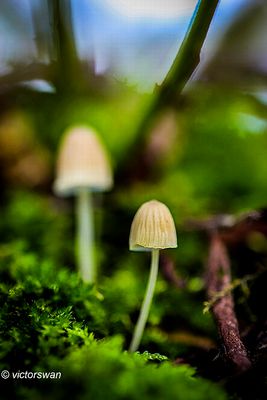 Tonnetjesmycena - Mycena picta.JPG